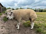 Dekrammen te koop, Dieren en Toebehoren, Schapen, Geiten en Varkens, Mannelijk, Schaap, 0 tot 2 jaar