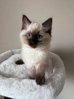 Ragdoll kitten seal point (nog 1 kater beschikbaar), Dieren en Toebehoren, Meerdere dieren, Ontwormd, 0 tot 2 jaar