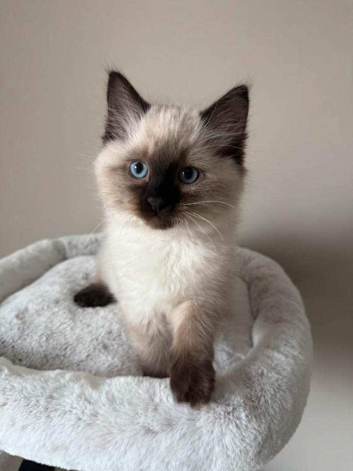 Ragdoll kitten seal point (nog 1 kater beschikbaar), Dieren en Toebehoren, Katten en Kittens | Raskatten | Langhaar, Meerdere dieren