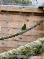 Geelvoorhoofd kakariki, Dieren en Toebehoren, Meerdere dieren, Parkiet