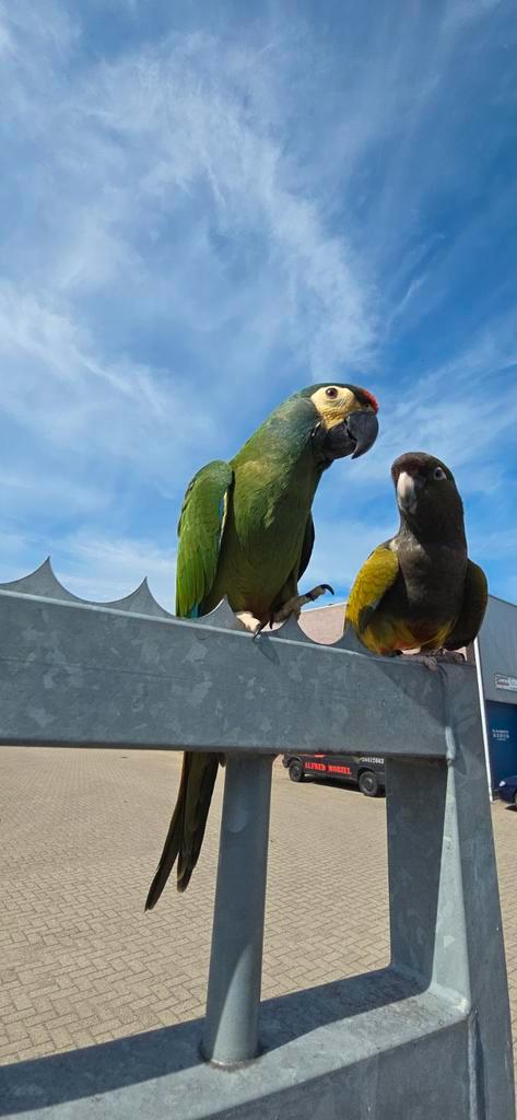 Freefligt Patagonische rotsparkiet 2025, Dieren en Toebehoren, Vogels | Parkieten en Papegaaien, Parkiet, Mannelijk, Tam