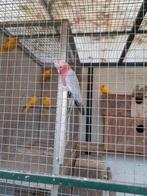 Rosee kaketoe, Dieren en Toebehoren, Vogels | Parkieten en Papegaaien, Mannelijk, Papegaai, Tam