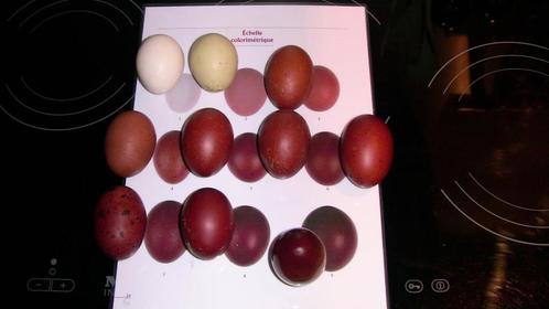 Marans Koper Zwart Toom (4 hennen + haan) zeer donkere eiere, Dieren en Toebehoren, Pluimvee, Kip, Meerdere dieren