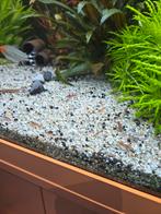 Vuur garnaal, Dieren en Toebehoren, Vissen | Aquariumvissen, Kreeft, Krab of Garnaal