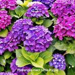 Hydrangea macr. Little Purple Boerenhortensia, Ophalen, Zomer, Overige soorten, Halfschaduw
