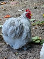 Rudy zoekt nieuwe Toom, Dieren en Toebehoren, Pluimvee, Mannelijk, Kip