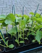 Plant Komkommer  aubergine Tomaat Biber Fidan Tatli aci süs, Ophalen of Verzenden, Voorjaar, Volle zon, Zaad