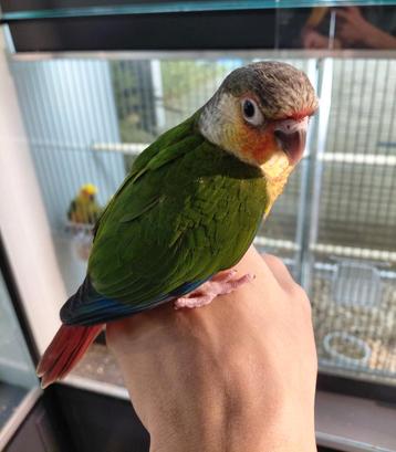 Pyrrhuras super lief en super tam met dna.  beschikbaar voor biedingen