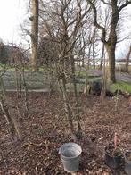 Appelbomen Elstar laagstam, Ophalen, 100 tot 250 cm, Appelboom, Lente