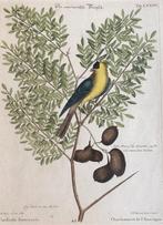 antieke prent Amerikaanse distelvink of wilde kanarie, Antiek en Kunst, Ophalen of Verzenden
