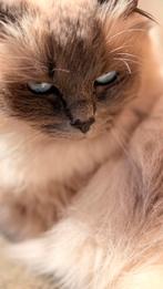 Heilige Birmaan, Dieren en Toebehoren, Katten en Kittens | Raskatten | Langhaar, Poes, Gechipt, 3 tot 5 jaar