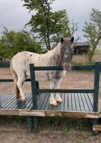 Trouwe lease pony aangeboden, Verzorging of Verzorgpony's