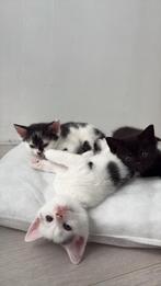 kittens, Dieren en Toebehoren, Katten en Kittens | Raskatten | Korthaar, Meerdere dieren