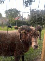 Ouessant ram (gecastreerd), Dieren en Toebehoren, Schapen, Geiten en Varkens, Mannelijk, Varken, 3 tot 5 jaar