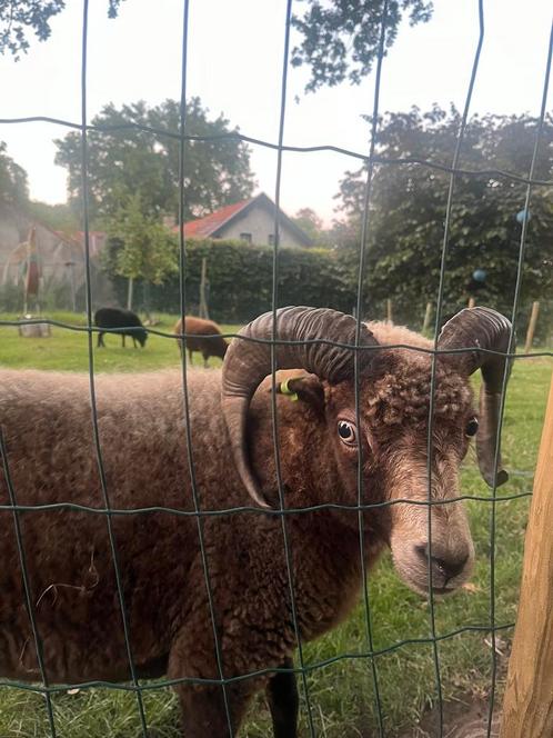 Ouessant ram (gecastreerd), Dieren en Toebehoren, Schapen, Geiten en Varkens, Varken, Mannelijk, 3 tot 5 jaar