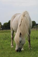 Welsh a fokmerrie/weidemaatje, Dieren en Toebehoren, Merrie, A pony (tot 1.17m)