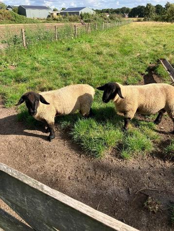 mooie Suffolk rammen beschikbaar voor biedingen