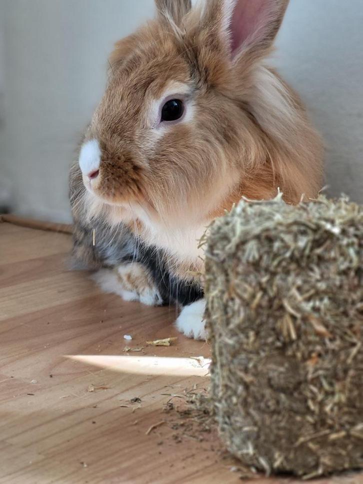 Lief Konijn ter adoptie, Dieren en Toebehoren, Konijnen, Klein, Mannelijk, 3 tot 5 jaar