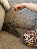 Lieve Britse kortaar kitten, Poes, Ontwormd
