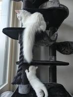 maine coon kittens, Dieren en Toebehoren, Katten en Kittens | Raskatten | Langhaar, Meerdere dieren