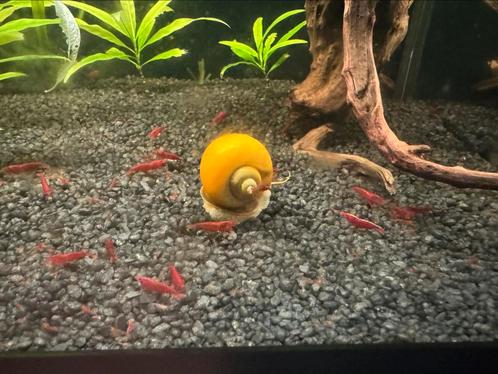Bloody Mary groepje met aqua + led en filter, Dieren en Toebehoren, Vissen | Aquariumvissen, Kreeft, Krab of Garnaal