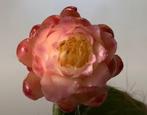 epiphyllum cactus webero sereus frohning giorum gew stek, Minder dan 100 cm, Bloeiende kamerplant, Halfschaduw, Ophalen of Verzenden