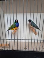 Koppel gouldsamadine te koop., Dieren en Toebehoren, Vogels | Overige Vogels, Meerdere dieren, Tropenvogel, Geringd