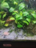 Blauwe neocaridina garnalen blue dream, Kreeft, Krab of Garnaal, Zoetwatervis, Schoolvis