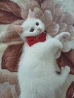 Britse koorthaar kittens, Kater, Gechipt