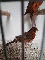 Gezocht vele vogels kanaries parkieten tropen wildzang papag, Meerdere dieren, Kleurkanarie