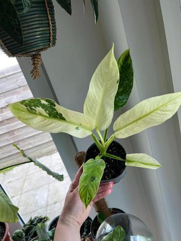 Philodendron Jose Buono beschikbaar voor biedingen