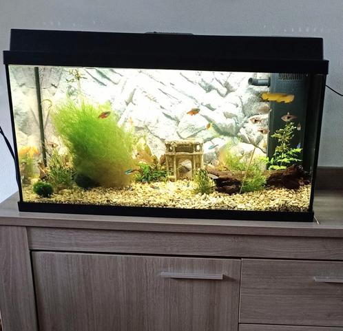 Juwel aquarium compleet, Dieren en Toebehoren, Vissen | Aquaria en Toebehoren, Zo goed als nieuw, Gevuld zoetwateraquarium, Ophalen