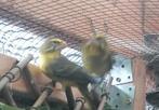 Zwavelgele dikbekcini man, Mannelijk, Tropenvogel, Geringd