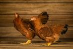 New Hampshire groot kippen | Jonge ingeënte dieren, Kip, Meerdere dieren