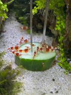 Red Crystal garnalen aquarium, Dieren en Toebehoren, Vissen | Aquariumvissen, Kreeft, Krab of Garnaal, Zoetwatervis