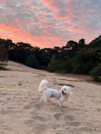 Oppas gezocht voor lieve hond (19 dec – 3 jan), Diensten en Vakmensen