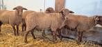 Stamboek Rammen tekoop van 2025, Mannelijk, Schaap, 0 tot 2 jaar