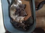 Kittens, Dieren en Toebehoren, Katten en Kittens | Raskatten | Korthaar