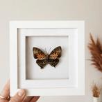 Ingelijste vlinder - Charaxes zingha, Ophalen of Verzenden, Zo goed als nieuw, Insect, Opgezet dier