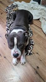 Bully xl, Dieren en Toebehoren, Eén hond, 3 tot 5 jaar, Nederland, Particulier