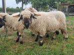Walliser Schwarznase ooien, Dieren en Toebehoren, Schapen, Geiten en Varkens, Vrouwelijk, Schaap