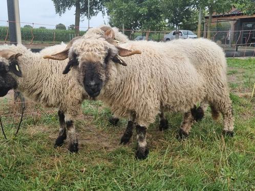 Walliser Schwarznase ooien, Dieren en Toebehoren, Schapen, Geiten en Varkens, Schaap, Vrouwelijk