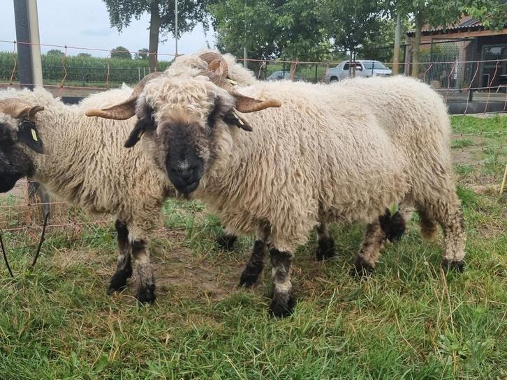 Walliser Schwarznase ooien, Dieren en Toebehoren, Schapen, Geiten en Varkens, Schaap, Vrouwelijk