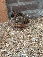 Harlekijn Kwartels te koop, Dieren en Toebehoren, Vogels | Overige Vogels, Meerdere dieren, Tropenvogel
