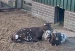 Jonge bruin/witte geitjes te koop, Dieren en Toebehoren, Schapen, Geiten en Varkens, Vrouwelijk, Geit, 0 tot 2 jaar