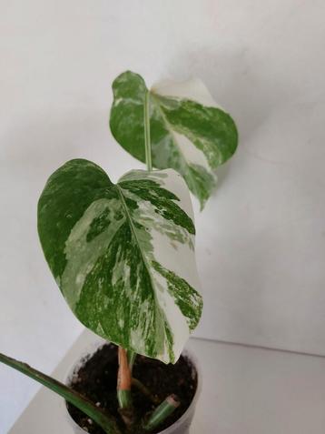 Monstera Borsigiana Alba  beschikbaar voor biedingen