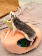 Ratten, Rat, Vrouwelijk, Tam, September