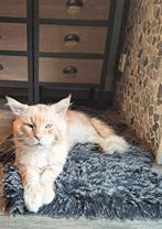 Maine Coon XL dekkater, Kater, Ingeënt, 6 jaar of ouder