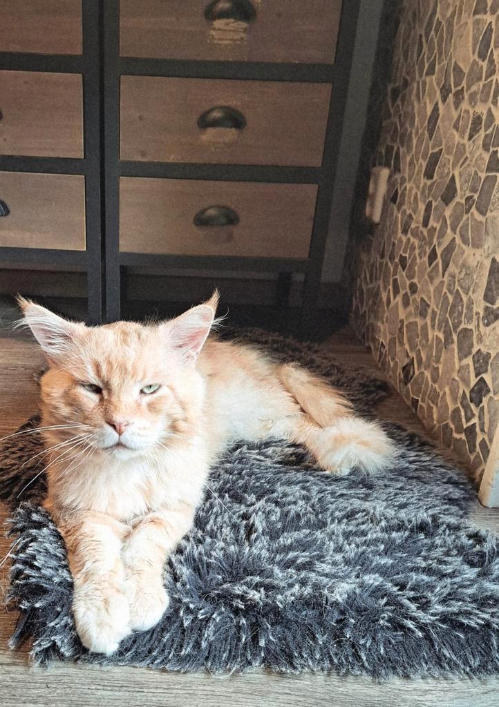 Maine Coon XL dekkater, Dieren en Toebehoren, Katten en Kittens | Raskatten | Langhaar, Kater, 6 jaar of ouder, Ingeënt