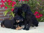 Prachtige GOLDEN RETRIEVER x FRIESE STABIJ pups, Dieren en Toebehoren, Honden | Niet-rashonden, Nederland, CDV (hondenziekte)